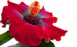 spanish lady hibicus flower