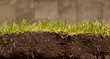 Green grass
