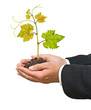 Grapevine in hands isolated on white background Grapevine in hands isolated on white background