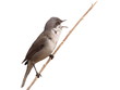 Lesser Whitethroat isolated on white background Lesser Whitethroat isolated on white background