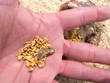 gold in hand