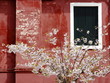 Burano