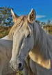Cheval Camarguais Cheval Camarguais