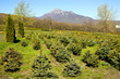 Blue Spruce Tree.