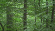 Zoom into a forest to imaginary light