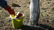 whitening apple tree trunk in spring garden