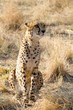 Geparde ( Acinonyx jubatus)