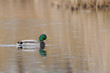 Stockente