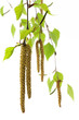 birkenzweig mit blüte