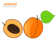 apricot fruit