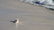 Seashell In Surf