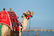 Kamel am Meer
