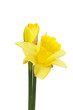 Daffodil Daffodil