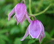 clematis