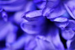 hyacinth