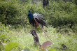 Peacock in Mudumalai National Park, India
