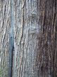 Bark .