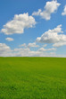Prato verde