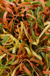 distesa di tagliatelle tricolori verticale
