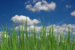Fresh grass