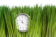 Clock and green grass