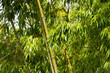 Bamboo
