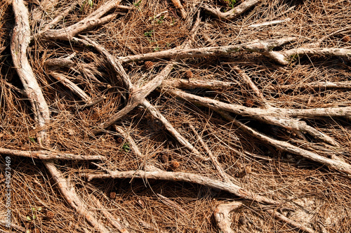 Photo: Tree Roots Tree Roots