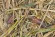 Earthworm crawling in wet grass, macro photo Earthworm crawling in wet grass, macro photo