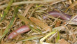 Earthworm crawling in wet grass, macro photo Earthworm crawling in wet grass, macro photo