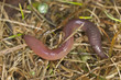 Earthworm crawling in wet grass, macro photo Earthworm crawling in wet grass, macro photo