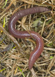 Earthworm crawling in wet grass, macro photo Earthworm crawling in wet grass, macro photo