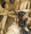 zaškrtněte larva, extrémní zblízka s vysokým zvětšením
