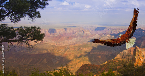 Photo: Eagle takes flight over Grand Canyon USA Eagle takes flight over Grand Canyon USA