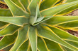 Average colorful Yucca plant in soft natural light