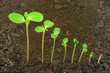 Sequence of Impatiens balsamina flower growing, evolution
