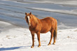 horse in winter