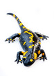 Fire Salamander(Salamandra salamandra)