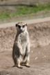 Erdmännchen