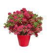 azalée japonaise en pot