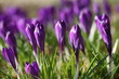 Krokuswiese