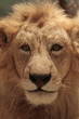lion 2
