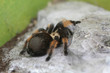 mygale 2
