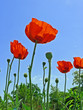 Foto: roter Klatschmohn roter Klatschmohn