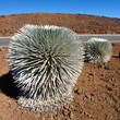 Haleakala Silversword at Maui, Hawaii