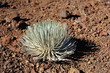 Haleakala Silversword at Maui, Hawaii