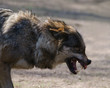 Grauwolf