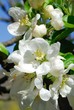 Fiori di melo