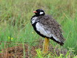 A fényképek részletei male of northern black korhaan