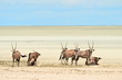 A fényképek részletei group of oryx on Etosha pan
