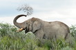 A fényképek részletei cleaning,elephants in Etosha national park,Nmaibia